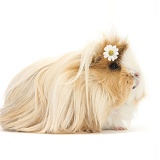 Guinea pig with flower in its hair