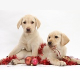 Yellow Labrador Retriever pups playing with decorations