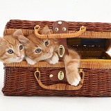 Ginger kittens playing in a wicker basket case