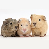 Baby Guinea pigs and Golden Hamster