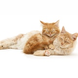 Sleepy ginger Maine Coon kitten and Angora cat