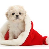 Shih-tzu pup in a Santa hat
