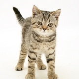 Tabby kitten standing