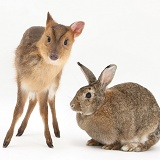 Muntjac deer fawn and agouti rabbit