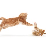 Playful ginger kitten leaping at another lying on its back