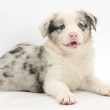 Merle Border Collie puppy, 6 weeks old, lying with head up