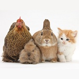 Chicken, kitten and bunny rabbits