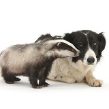 Young Badger and black-and-white Border Collie