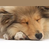 Sleeping Rough Collie pup