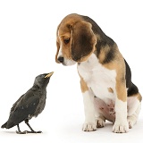 Beagle pup with fledgling Jackdaw