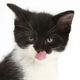 Black-and-white kitten licking its nose