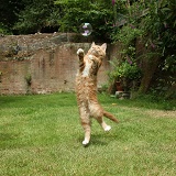 Ginger kitten leaping to catch a soap bubble