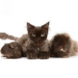 Chocolate cat and Guinea pigs