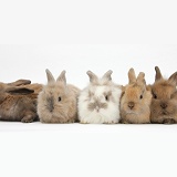Five baby Lionhead-cross rabbits