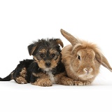 Yorkie pup with sandy Lionhead-cross rabbit