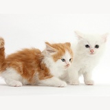 White and ginger-and-white kittens