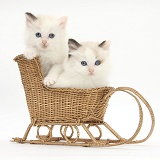 Ragdoll-cross kittens in a wicker toy sledge