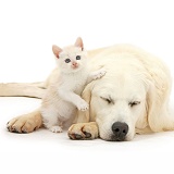 Sleepy Golden Retriever and cream kitten