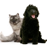 Persian x Birman cat and black Labradoodle