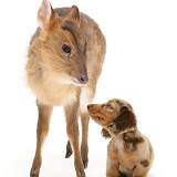 Muntjac deer fawn and Dachshund pup