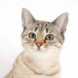 Sepia Snow Bengal-cross female cat