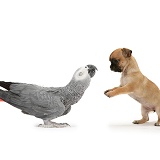 Playful Chihuahua pup meets Grey Parrot