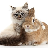 Beautiful Birman cat with arm over rabbit