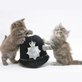 Maine Coon kittens playing with a policeman's helmet