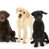 Three different Labrador pups