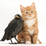 Ginger kitten and baby Jackdaw