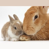 Flemish Giant Rabbit and baby rabbit