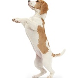Orange-and-white Beagle pup, standing on hind legs