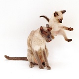 Siamese kitten trying to leap over his mum's head