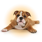 Bulldog pup, 11 weeks old, lying with head up