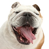 Bulldog, yawning