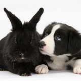 Border Collie pup and black rabbit