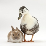 Call duck and baby rabbit
