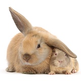 Young windmill-eared rabbit and matching Guinea pig
