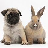 Fawn Pug pup, 8 weeks old, and young rabbit