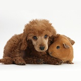 Apricot miniature Poodle pup and red Guinea pig