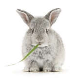 Baby silver rabbit eating grass