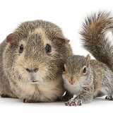 Young Grey Squirrel and Guinea pig