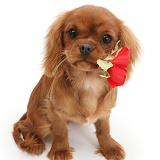 King Charles pup and red rose