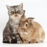 Silver tabby Exotic cat and Lionhead-cross rabbit