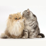 Golden Chinchilla Persian and Silver tabby Exotic cats