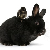 Black rabbit and black Bantam chick