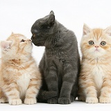Grey kitten and younger ginger kittens