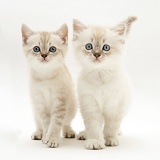 Birman-cross kittens