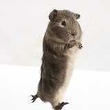 Guinea pig 'leaping'