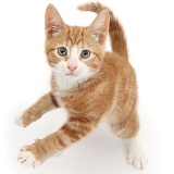 Ginger kitten reaching up